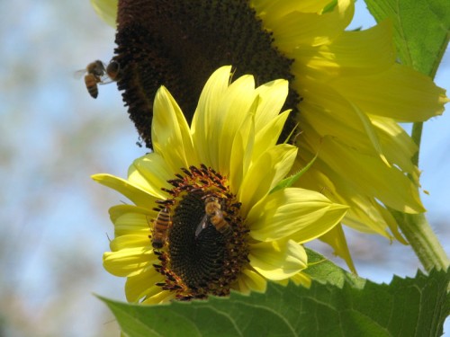 sunflower-bees
