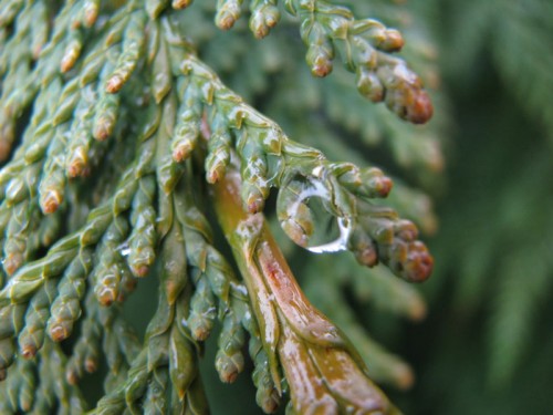 cedar with the droplet