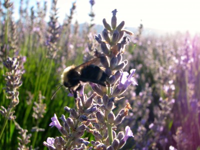Bee with Lavender